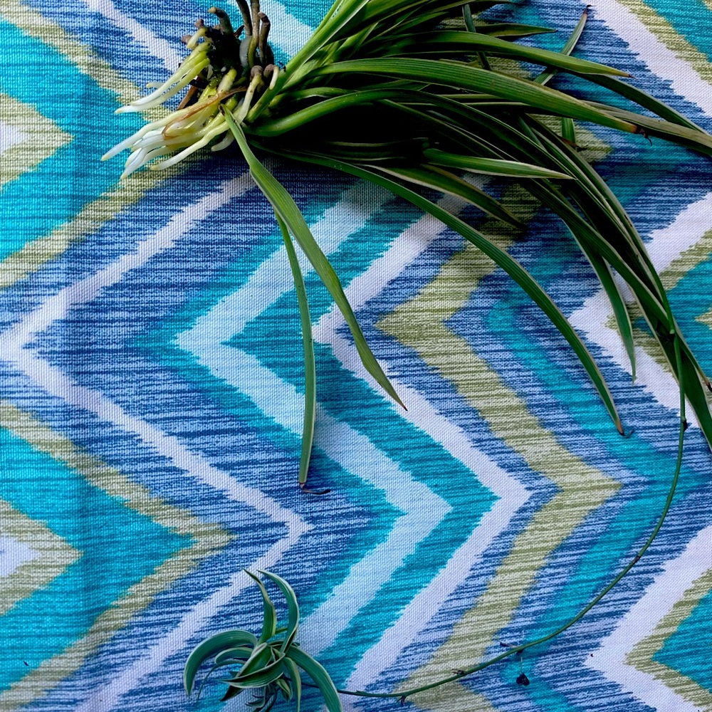 Pre Rooted Spider Plant